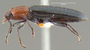 Media type: image;   Entomology 24491 Aspect: habitus lateral view